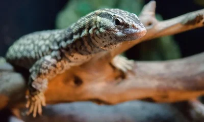 ackie monitor