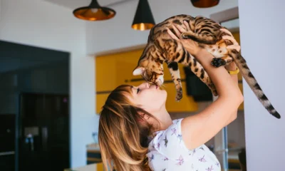 bengal cat price