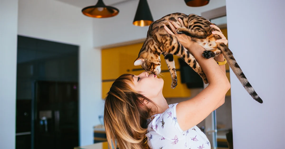bengal cat price