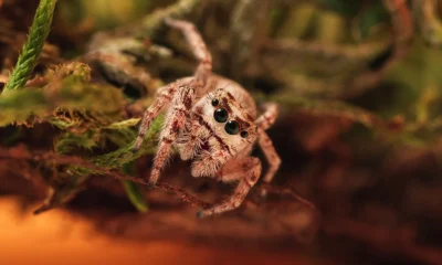 jumping spider enclosure