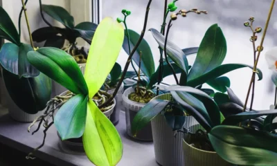 orchid leaves turning yellow