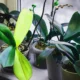 orchid leaves turning yellow