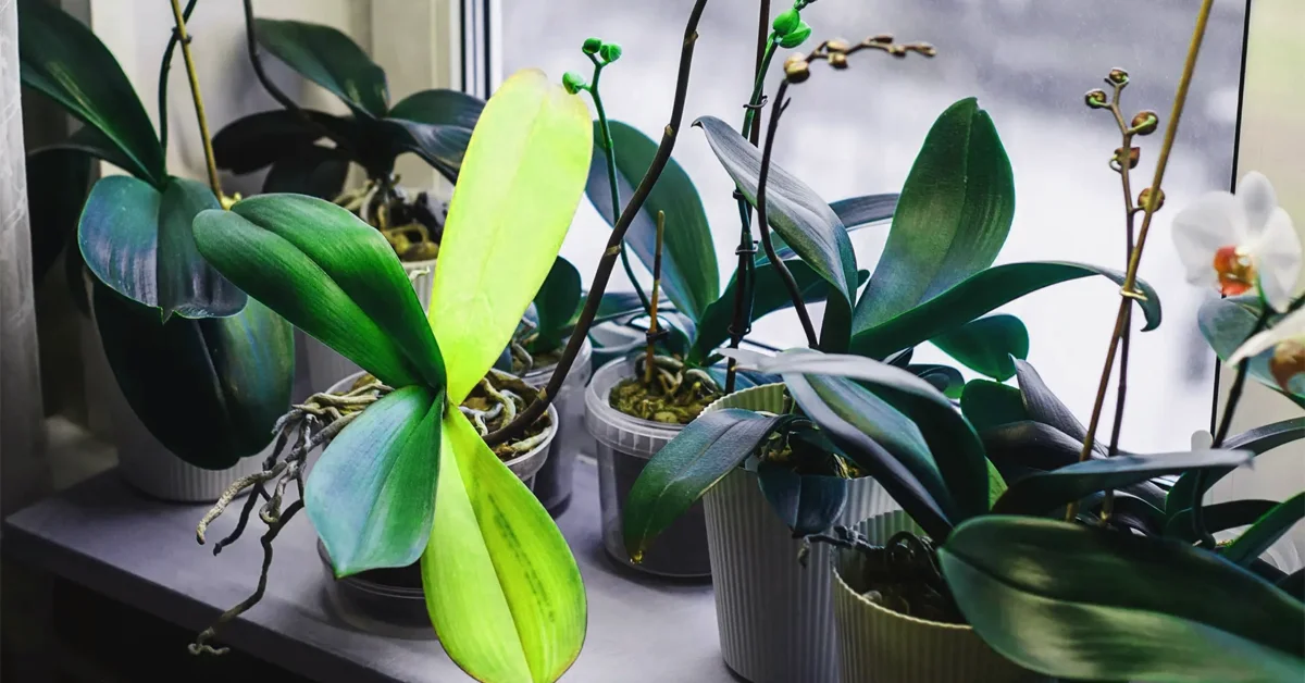 orchid leaves turning yellow