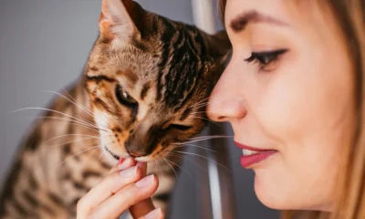 why do cats lick you