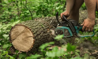 Stump Removal Cost