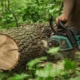 Stump Removal Cost