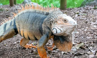 ark megalania