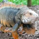 ark megalania